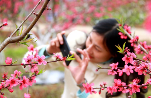 桃花 大圖.jpg